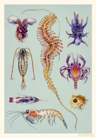 Oceanarium Postcards (Welcome To The Museum) - Loveday Trinick [KALENDARZ]