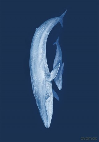 Oceanarium Postcards (Welcome To The Museum) - Loveday Trinick [KALENDARZ]