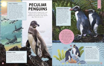 Odd Animals Out (Wonders of Wildlife) - Ben Hoare [KSIĄŻKA]