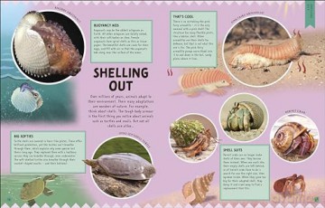 Odd Animals Out (Wonders of Wildlife) - Ben Hoare [KSIĄŻKA]