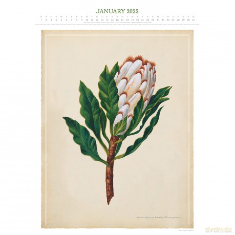 Official Royal Horticultural Society 2022 Calendar - Special Edition Calendar With Detachable Artwork For Framing - Danilo Promotions LTD [KALENDARZ]