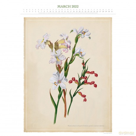 Official Royal Horticultural Society 2022 Calendar - Special Edition Calendar With Detachable Artwork For Framing - Danilo Promotions LTD [KALENDARZ]
