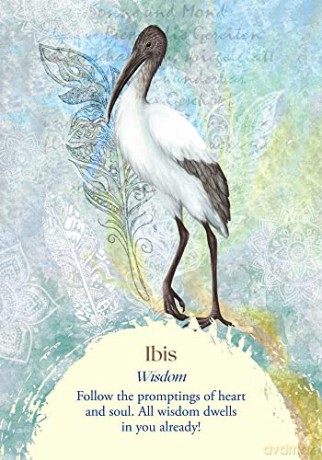 Oracle of the Birds: A 46-Card Deck and Guidebook - Jeanne Ruland [KSIĄŻKA]