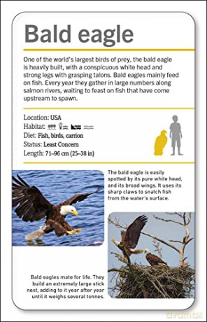 Our World in Pictures Animals of the World Flash Cards (DK Our World in Pictures) - Dk [KSIĄŻKA]