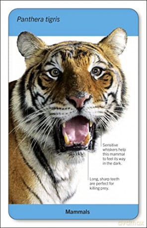Our World in Pictures Animals of the World Flash Cards (DK Our World in Pictures) - Dk [KSIĄŻKA]