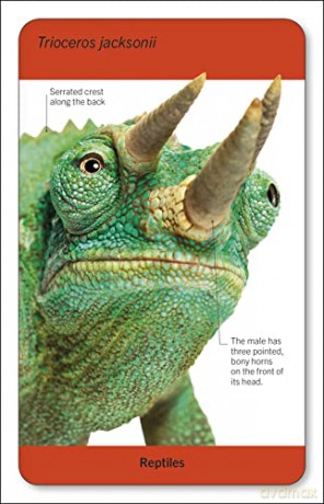 Our World in Pictures Animals of the World Flash Cards (DK Our World in Pictures) - Dk [KSIĄŻKA]
