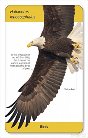 Our World in Pictures Animals of the World Flash Cards (DK Our World in Pictures) - Dk [KSIĄŻKA]