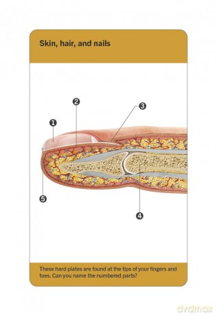 Our World in Pictures Human Body Flash Cards (DK Our World in Pictures) - Dk [KSIĄŻKA]