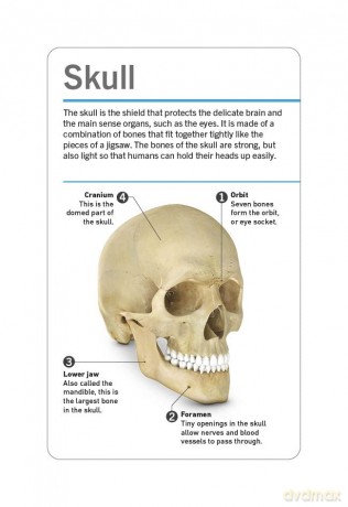 Our World in Pictures Human Body Flash Cards (DK Our World in Pictures) - Dk [KSIĄŻKA]