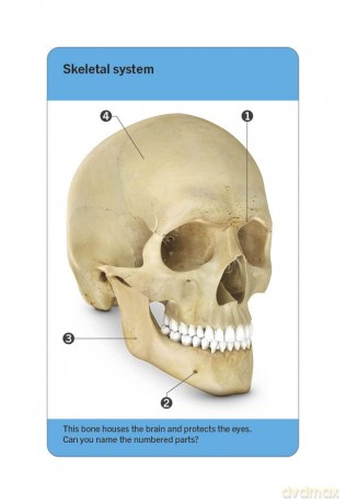 Our World in Pictures Human Body Flash Cards (DK Our World in Pictures) - Dk [KSIĄŻKA]