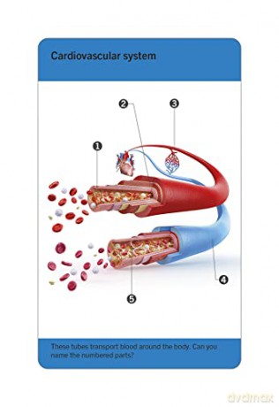Our World in Pictures Human Body Flash Cards (DK Our World in Pictures) - Dk [KSIĄŻKA]