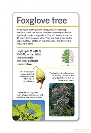 Our World in Pictures Trees of the World Flash Cards (DK Our World in Pictures) - Dk [KSIĄŻKA]