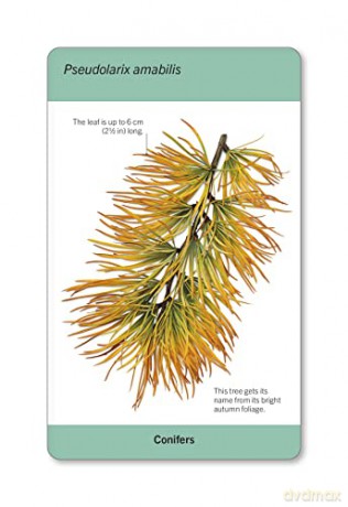 Our World in Pictures Trees of the World Flash Cards (DK Our World in Pictures) - Dk [KSIĄŻKA]