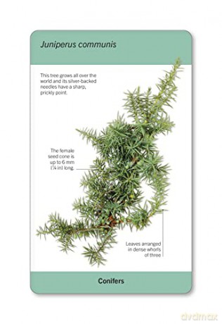 Our World in Pictures Trees of the World Flash Cards (DK Our World in Pictures) - Dk [KSIĄŻKA]