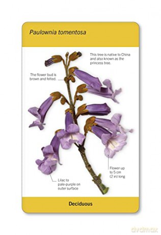 Our World in Pictures Trees of the World Flash Cards (DK Our World in Pictures) - Dk [KSIĄŻKA]
