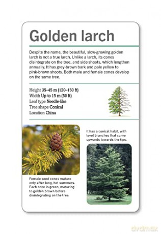 Our World in Pictures Trees of the World Flash Cards (DK Our World in Pictures) - Dk [KSIĄŻKA]