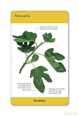 Our World in Pictures Trees of the World Flash Cards (DK Our World in Pictures) - Dk [KSIĄŻKA]