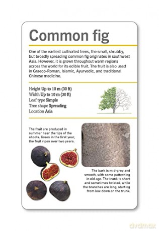 Our World in Pictures Trees of the World Flash Cards (DK Our World in Pictures) - Dk [KSIĄŻKA]