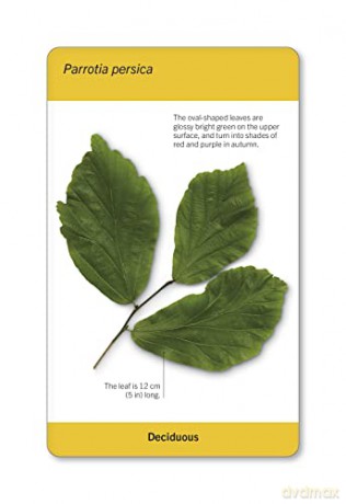 Our World in Pictures Trees of the World Flash Cards (DK Our World in Pictures) - Dk [KSIĄŻKA]