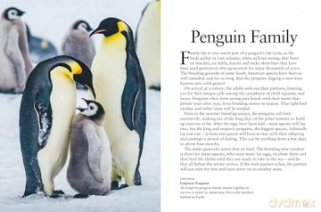 Penguins (Mini Animals) - Tom Jackson [KSIĄŻKA]