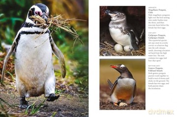 Penguins (Mini Animals) - Tom Jackson [KSIĄŻKA]