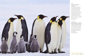 Penguins (Mini Animals) - Tom Jackson [KSIĄŻKA]
