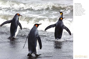 Penguins (Mini Animals) - Tom Jackson [KSIĄŻKA]