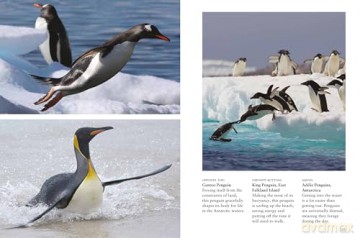 Penguins (Mini Animals) - Tom Jackson [KSIĄŻKA]