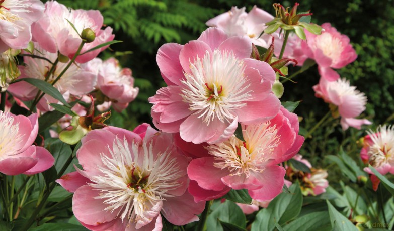 Peonies (Floramour) - Anja Klaffenbach [KSIĄŻKA]
