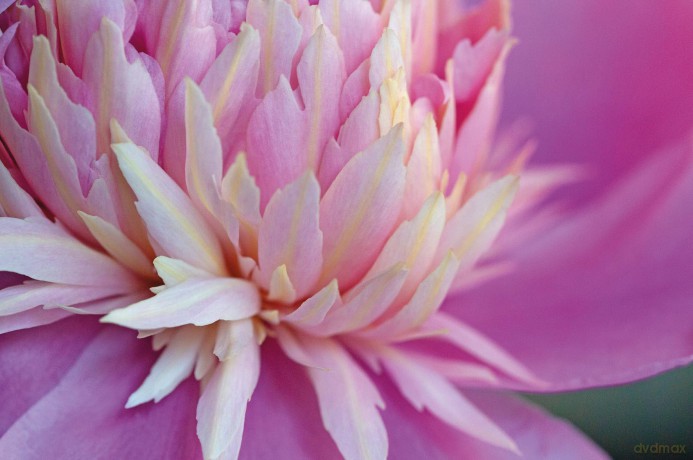 Peonies (Floramour) - Anja Klaffenbach [KSIĄŻKA]