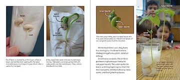 Planting a Garden in Room 6: From Seeds to Salad (Life Cycles in Room 6) - Caroline Arnold [KSIĄŻKA]