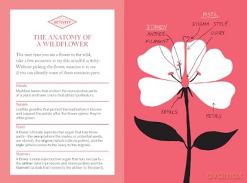 Pocket Nature: Flower Finding: Delight in the Splendor of Wild Blooms - Andrea Debbink [KSIĄŻKA]