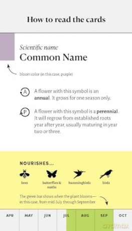 Pollinator Garden Planning Deck: Build a Thriving Habitat for Bees, Birds, and Butterflies (A 109-Card Box Set) - Katz/Katz [KSIĄŻKA]