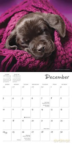Pooped Puppies September 2022-December 2023 Calendar (WALL 16 MONTH) [KALENDARZ]