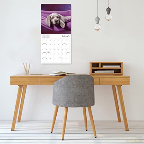 Pooped Puppies September 2022-December 2023 Calendar (WALL 16 MONTH) [KALENDARZ]