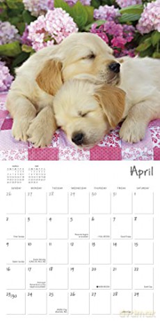 Pooped Puppies September 2022-December 2023 Calendar (WALL 16 MONTH) [KALENDARZ]