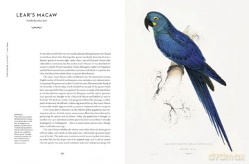 Remarkable Birds - Mark Avery [KSIĄŻKA]