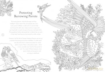 Return of the Wild Colouring Book: Celebrate and explore the natural world - Helen Scales [KSIĄŻKA]
