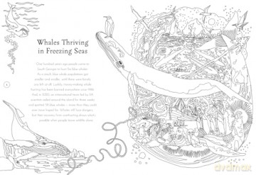Return of the Wild Colouring Book: Celebrate and explore the natural world - Helen Scales [KSIĄŻKA]