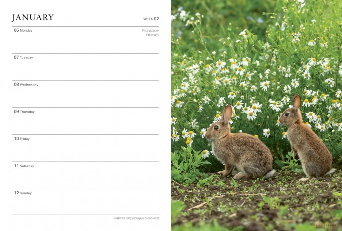 RHS Wild in the Garden Diary 2025 - The Royal Horticultural Society [KALENDARZ]