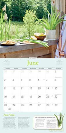 Rosemary Gladstar's Herbs Wall Calendar 2024: Recipes and Remedies for Health and Home - Rosemary Gladstar [KALENDARZ]