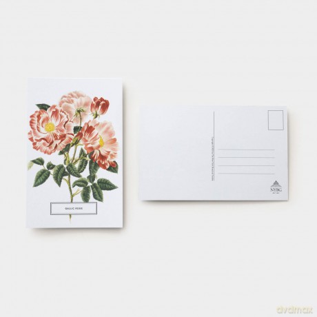 Roses: 100 Postcards from the Archives of The New York Botanical Garden - The New York Botanical Garden [KSIĄŻKA]