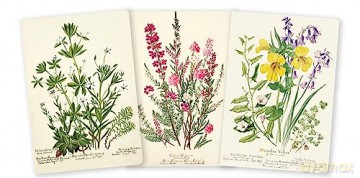Royal Botanic Garden Edinburgh Set of 3 Midi Notebooks (Midi Notebook Collections) - Flame Tree Studio [KSIĄŻKA]