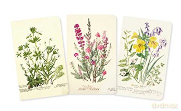 Royal Botanic Garden Edinburgh Set of 3 Mini Notebooks (Mini Notebook Collections) - Flame Tree Studio [KSIĄŻKA]