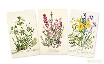 Royal Botanic Garden Edinburgh Set of 3 Mini Notebooks (Mini Notebook Collections) - Flame Tree Studio [KSIĄŻKA]