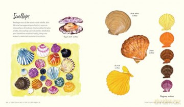 Searching for Seashells: An Artist's Guide to Treasures on the Beach - Jessie King Regunberg [KSIĄŻKA]
