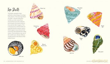 Searching for Seashells: An Artist's Guide to Treasures on the Beach - Jessie King Regunberg [KSIĄŻKA]