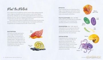 Searching for Seashells: An Artist's Guide to Treasures on the Beach - Jessie King Regunberg [KSIĄŻKA]