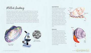 Searching for Seashells: An Artist's Guide to Treasures on the Beach - Jessie King Regunberg [KSIĄŻKA]