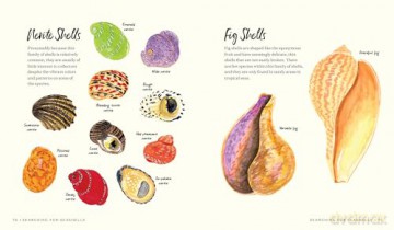 Searching for Seashells: An Artist's Guide to Treasures on the Beach - Jessie King Regunberg [KSIĄŻKA]